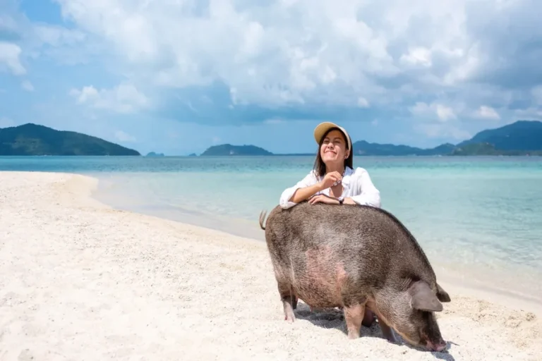 pig-island-koh-madsum-playa-de-los-cerdos-tailandia